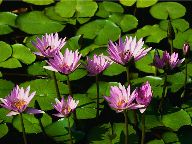 Life Events   Bereavement. WaterLillies